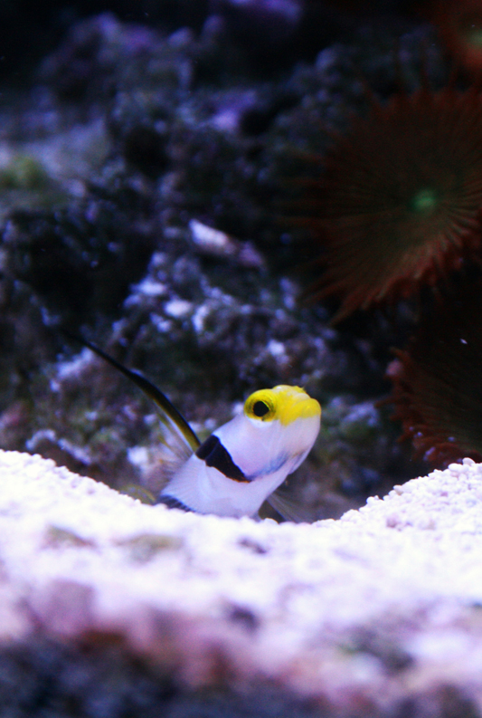 Goby